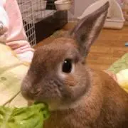 ぶらんの画像