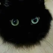 くろねこ