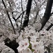 苺大福