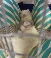 ゴーゴーポンタの画像
