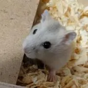 たま猫の画像