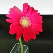 さくら