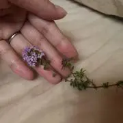 ピナ