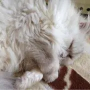 ナナママ