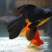 きんぎょ