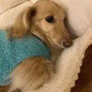 きりかの画像