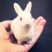 のん
