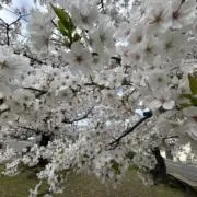 Jozeの画像