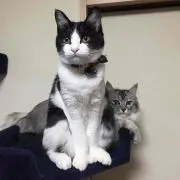きょん