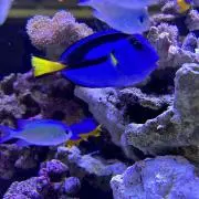 赤狸の画像