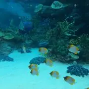 aaaの画像