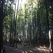 iiichigooの画像
