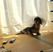 ハナ