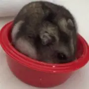 タロウ