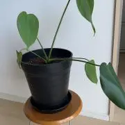 Y3 断捨離中、、の画像