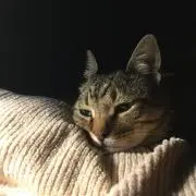 まるの画像
