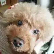 はちこ（プロフ必読ください）の画像