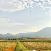 hitujiの画像
