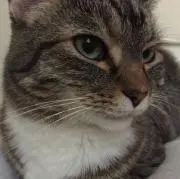 PICKLE THE CATの画像