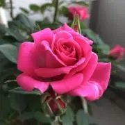 ふみの画像