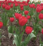 FLOWER【値下げ交渉大歓迎！】の画像