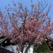 ちゃこちゃんの画像