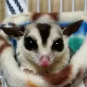 モンモンちゃんの画像