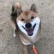 M.Fの画像
