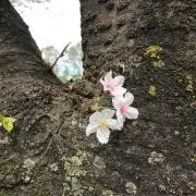 あかねの画像