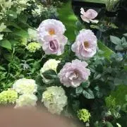ゆっちち