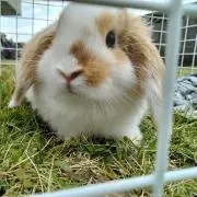 さーちゃんの画像