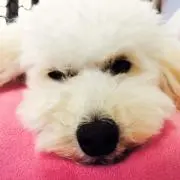 mon