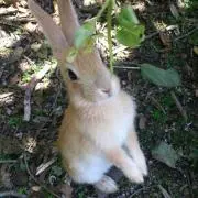 ニコの画像
