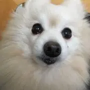 ポメの画像