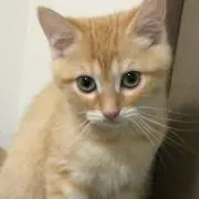 noahの画像