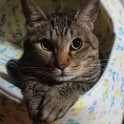 かず