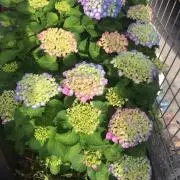 レダ
