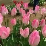 ブルーベリーの画像