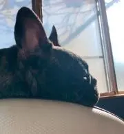 cocoa
