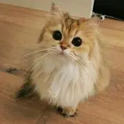 かおり