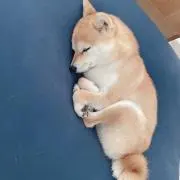 でんがんすきの画像
