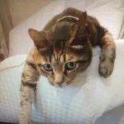 tenの画像