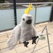 あいちゃんの画像