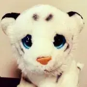 わんちゃいの画像