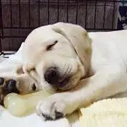 ゆずぱんの画像