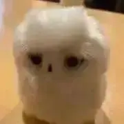 さくらの画像