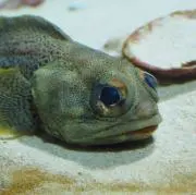 よしりんの画像