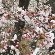 桜の画像