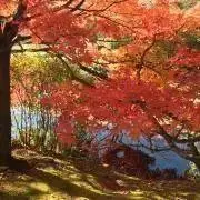 京子の画像
