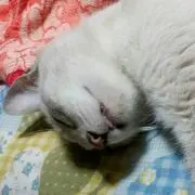 八神の画像